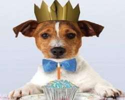 Gomez also has a dog with whom she loves to spend her time. His name is Frank. She celebrated his birthday in December 2019.